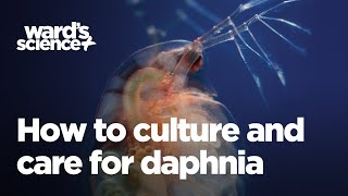 Caring and Culturing for Daphnia [upl. by Cassie]