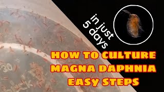 How to Culture Magna Daphnia Easily [upl. by Norehc]