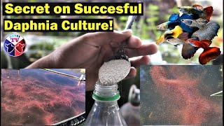 How to Culture Daphnia Successfully [upl. by Ybbil]