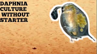 HOW TO CULTURE DAPHNIA NATURALLY WITHOUT A STARTER [upl. by Shep352]