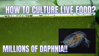 How to Culture Daphnia Secret Method to Breed MILLIONS  Simply Aquatic [upl. by Laurinda]