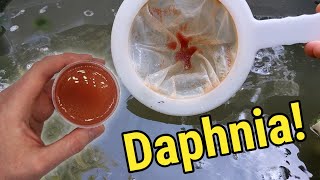 How I Culture Daphnia In Outdoor Tubs [upl. by Trellas]