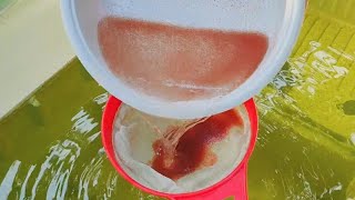 How to culture daphnia  Daphnia culture  How to grow daphnia outdoor [upl. by Niala417]