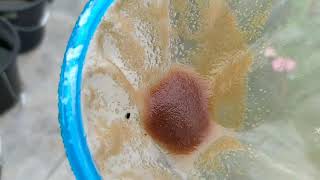 How to culture daphnia moina in a small container Part 1 English Subtitle [upl. by Hazlip]