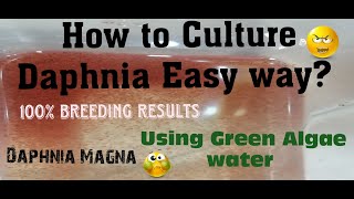 Daphnia MagnaHow to Culture Daphnia Easy wayCulturing Daphnia using Green water Daphnia [upl. by Rustie]