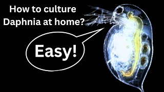 BEST Live Fish Food Beginner guide How to Culture Daphnia at home [upl. by Ednyl33]