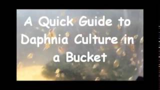 How to culture daphnia outside [upl. by Adnarb]