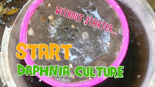 How to culture daphnia moina the easy way 1  Starting the Daphnia culture [upl. by Veljkov]