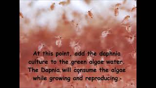 Daphnia  How to grow daphnia in your home [upl. by Mlawsky71]