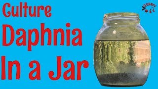 How to Culture Daphnia in a Jar [upl. by Anehs]