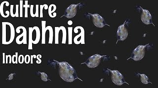 How to Culture Daphnia [upl. by Blank]