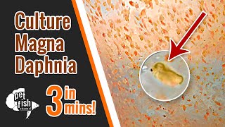 How to culture DAPHNIA MAGNA  The easy way [upl. by Kaltman]