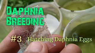 Daphnia Culture made simple and easy 3  Hatching Daphnia eggs [upl. by Anailuy]