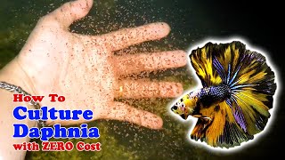 How to Culture Daphnia with ZERO Cost  Unlimited Live Food For Our Fish [upl. by Nnelg]