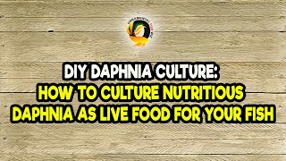 DIY Daphnia Culture How to Culture Nutritious Daphnia as Live Food for Your Fish [upl. by Niret388]