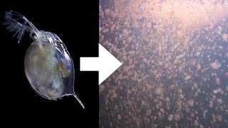 How I Culture Daphnia [upl. by Poore]