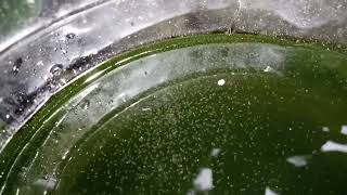 DAPHNIA MOINA CULTURE IN A SMALL BUCKET [upl. by Lehcer]