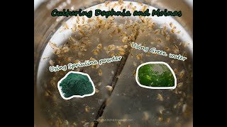 How To Culture Daphnia and Moinas using Green Water Spirulina powder [upl. by Vassaux]