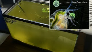 Raising Daphnia for the Freshwater Aquarium [upl. by Suivatna]