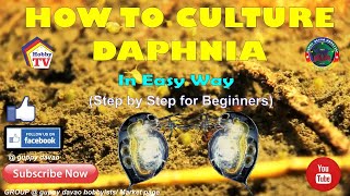 HOW TO CULTURE DAPHNIA In Easy Way [upl. by Ainslee]